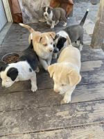 Siberian Husky Puppies for sale in Dalton, Georgia. price: $180