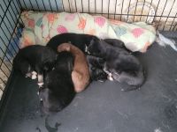 Siberian Husky Puppies for sale in Lynchburg, Virginia. price: $800