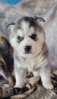 Siberian Husky Puppies for sale in Walsenburg, CO 81089, USA. price: NA