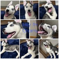 Siberian Husky Puppies for sale in Tallahassee, Florida. price: $800