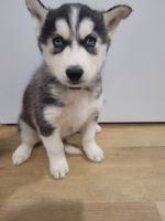 Siberian Husky Puppies for sale in Pittsburgh, Pennsylvania. price: $200