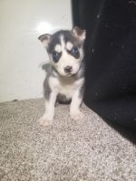 Siberian Husky Puppies for sale in 12815 Doty Rd, New Haven, IN 46774, USA. price: $1,150