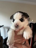 Siberian Husky Puppies for sale in Greensboro, North Carolina. price: $600