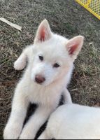Siberian Husky Puppies for sale in Gaithersburg, Maryland. price: $600