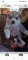 Siberian Husky Puppies for sale in Unity, Maine. price: NA