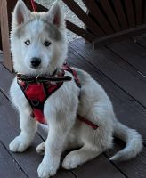 Siberian Husky Puppies for sale in Newport, North Carolina. price: $400