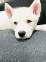 Siberian Husky Puppies for sale in Woodbridge, Virginia. price: $800