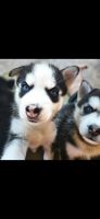 Siberian Husky Puppies for sale in Mesa, Arizona. price: $500