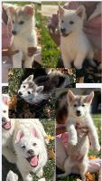 Siberian Husky Puppies for sale in Lancaster, California. price: $350