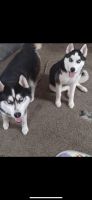 Siberian Husky Puppies for sale in Saginaw, Michigan. price: $800