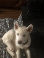 Siberian Husky Puppies for sale in Ft. Washington, Maryland. price: $600