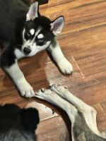 Siberian Husky Puppies for sale in Baltimore, Maryland. price: $250