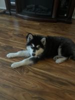 Siberian Husky Puppies for sale in Missoula, Montana. price: NA