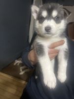 Siberian Husky Puppies for sale in Seymour, Connecticut. price: NA