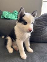 Siberian Husky Puppies for sale in Kansas City, Missouri. price: $400