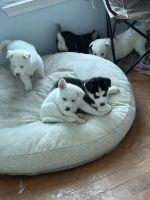 Siberian Husky Puppies for sale in Edgewood, Maryland. price: $1,600