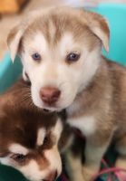 Siberian Husky Puppies for sale in Hurt, Virginia. price: $800