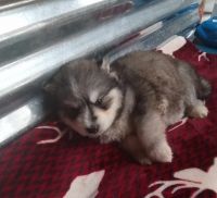 Siberian Husky Puppies for sale in Richland, Missouri. price: $700