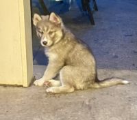 Siberian Husky Puppies for sale in Decatur, Alabama. price: $600