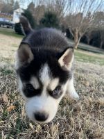 Siberian Husky Puppies for sale in Gainesville, Georgia. price: $1,100