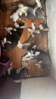 Siberian Husky Puppies for sale in New York City, New York. price: $1,000