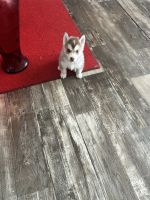 Siberian Husky Puppies for sale in Shelby, North Carolina. price: NA