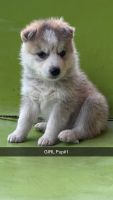 Siberian Husky Puppies for sale in Los Angeles, California. price: $1,000