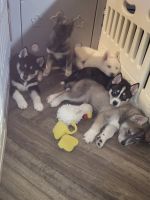 Siberian Husky Puppies for sale in Jacksonville, Florida. price: $800