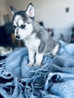 Siberian Husky Puppies for sale in Victorville, California. price: $500