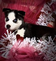 Siberian Husky Puppies for sale in Scranton, Pennsylvania. price: NA