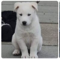 Siberian Husky Puppies for sale in Stockton, California. price: $400