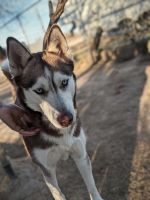 Siberian Husky Puppies for sale in Benson, Arizona. price: NA