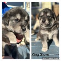 Siberian Husky Puppies for sale in Silverdale, Washington. price: $350