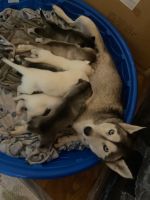 Siberian Husky Puppies for sale in Mesa, Arizona. price: $800