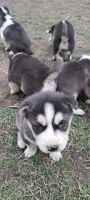 Siberian Husky Puppies for sale in Grayslake, Illinois. price: $1,500