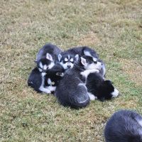 Siberian Husky Puppies for sale in W Guadalupe Rd, Mesa, AZ, USA. price: $300