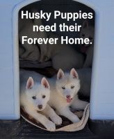 Siberian Husky Puppies for sale in Victorville, California. price: $400