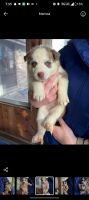 Siberian Husky Puppies for sale in DeKalb, IL, USA. price: $350