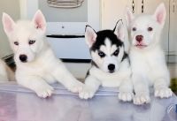 Siberian Husky Puppies for sale in Stanton, California. price: $100