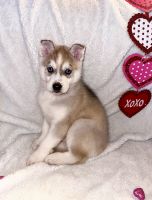 Siberian Husky Puppies for sale in Bay City, Michigan. price: $850