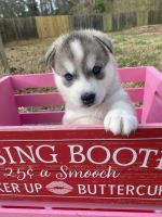 Siberian Husky Puppies for sale in Wilmington, North Carolina. price: $1,500