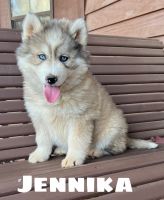 Siberian Husky Puppies for sale in Rogersville, Tennessee. price: $1,000