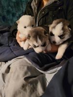 Siberian Husky Puppies for sale in Leslie, Michigan. price: $1,000
