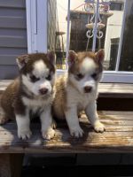 Siberian Husky Puppies for sale in Springfield Gardens, New York. price: $1,000