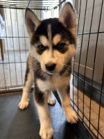Siberian Husky Puppies for sale in Houston, Texas. price: NA