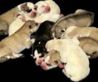 Siberian Husky Puppies for sale in Dearborn, Michigan. price: $1,000