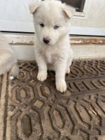 Siberian Husky Puppies for sale in Knoxville, Tennessee. price: $400