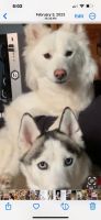 Siberian Husky Puppies for sale in Staten Island, New York. price: $800
