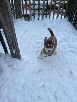 Siberian Husky Puppies for sale in Baltimore, Maryland. price: $1,000