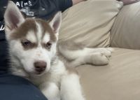 Siberian Husky Puppies for sale in Humble, Texas. price: $500